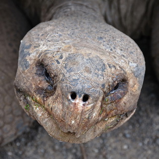 Galapagos - Isabela - Tortoise